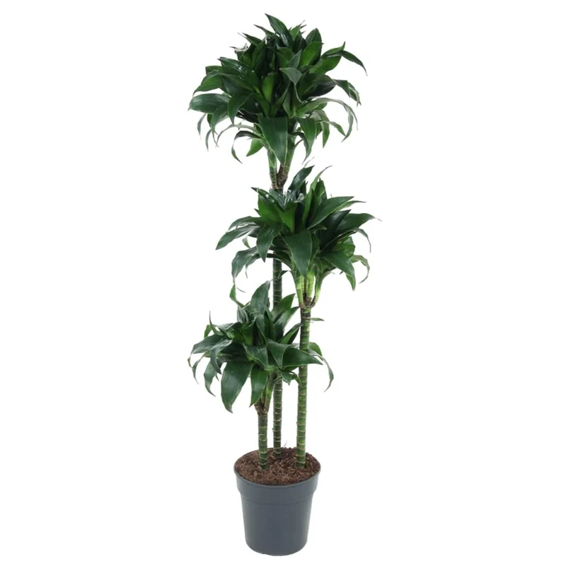 Dracaena Tatuade 140 cm – Pflegeleicht & luftreinigend