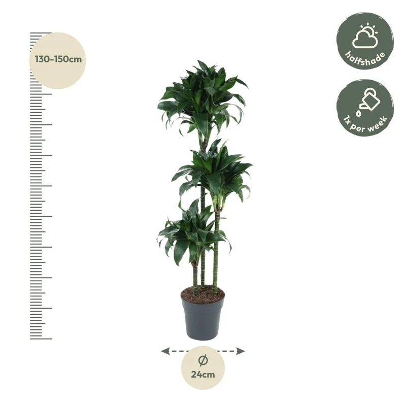 Dracaena Tatuade 140 cm – Pflegeleicht & luftreinigend