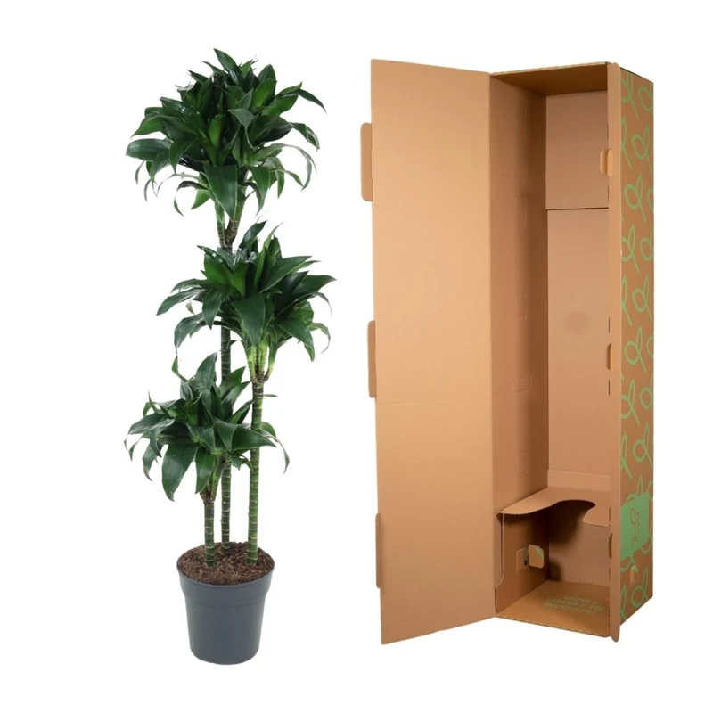 Dracaena Tatuade 140 cm – Pflegeleicht & luftreinigend