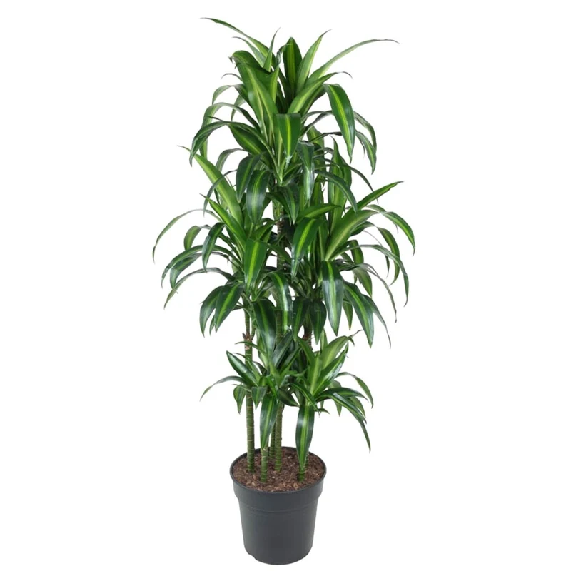 Dracaena Hawaiiana – Exotische Zimmerpflanze mit tropischem Flair