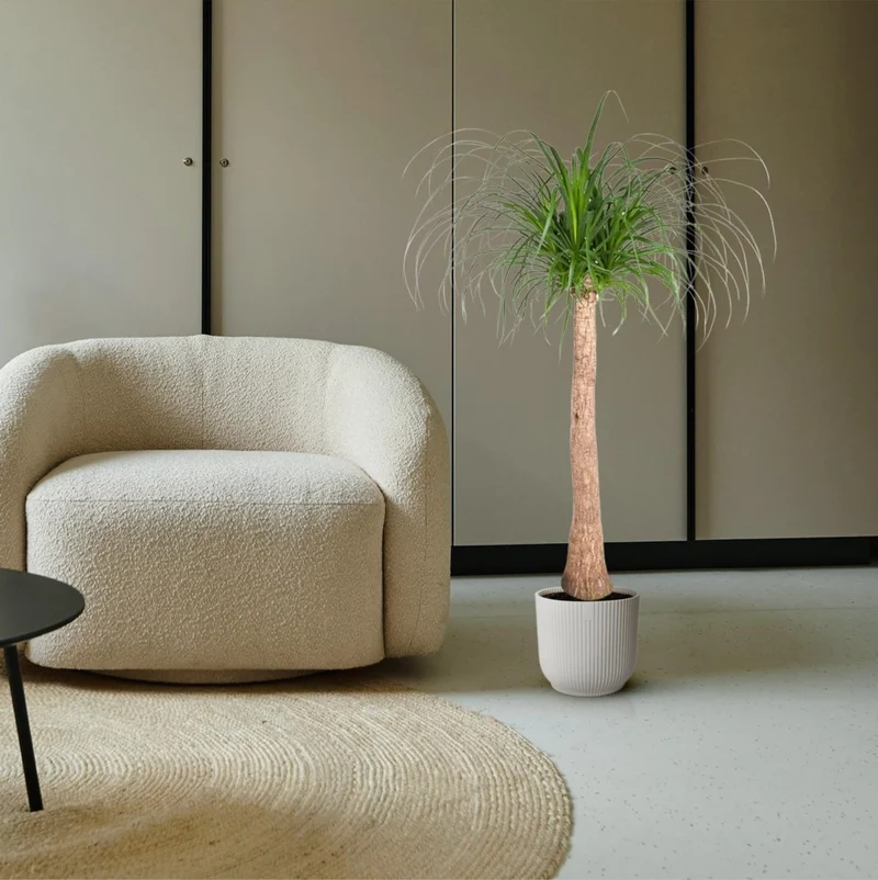 Beaucarnea Elefantenfuß 120 cm | Zimmerpflanze im Ø32 cm Topf – Pflegeleicht & Exotisch