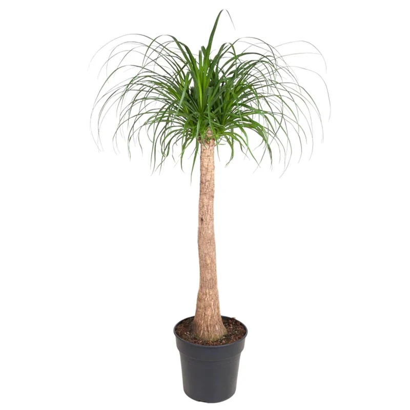 Beaucarnea Elefantenfuß 120 cm | Zimmerpflanze im Ø32 cm Topf – Pflegeleicht & Exotisch