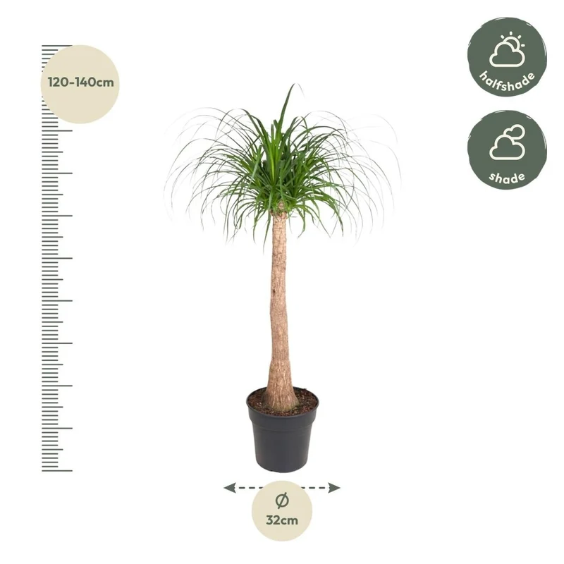 Beaucarnea Elefantenfuß 120 cm | Zimmerpflanze im Ø32 cm Topf – Pflegeleicht & Exotisch