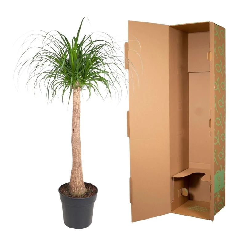 Beaucarnea Elefantenfuß 120 cm | Zimmerpflanze im Ø32 cm Topf – Pflegeleicht & Exotisch