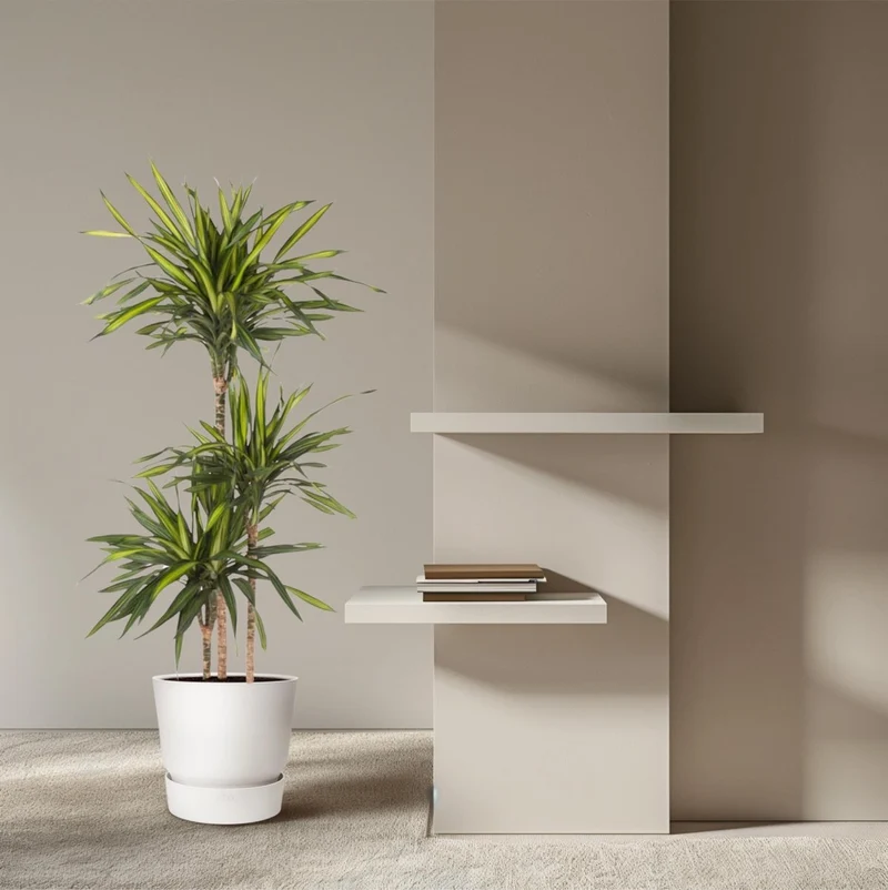 Dracaena Riki – Pflegeleicht & luftreinigend