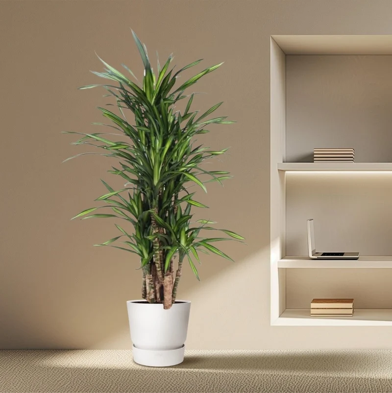 Dracaena Riki – Pflegeleicht & luftreinigend