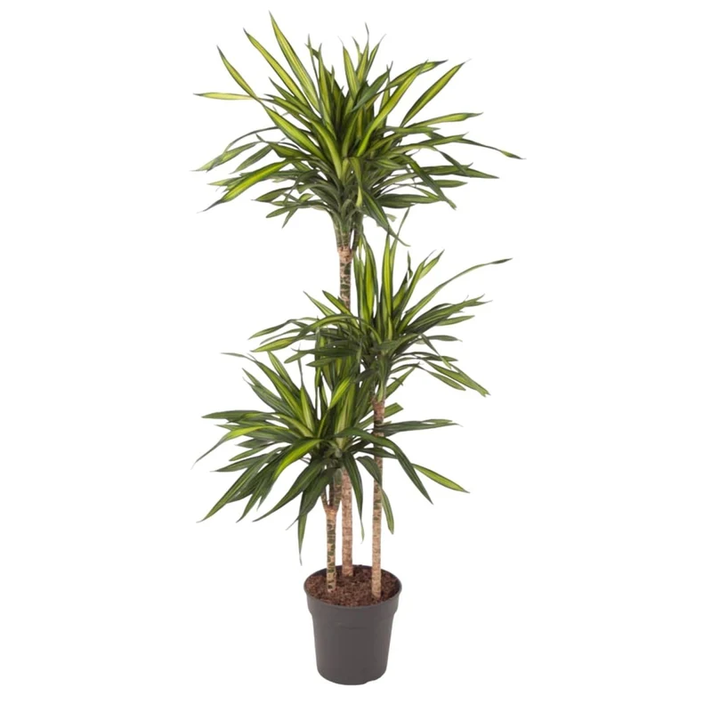 Dracaena Riki – Pflegeleicht & luftreinigend