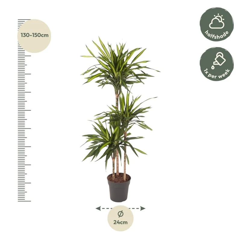 Dracaena Riki – Pflegeleicht & luftreinigend