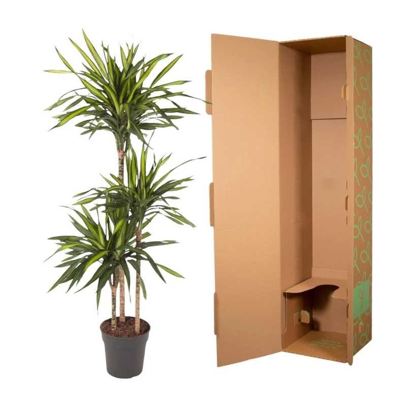 Dracaena Riki – Pflegeleicht & luftreinigend
