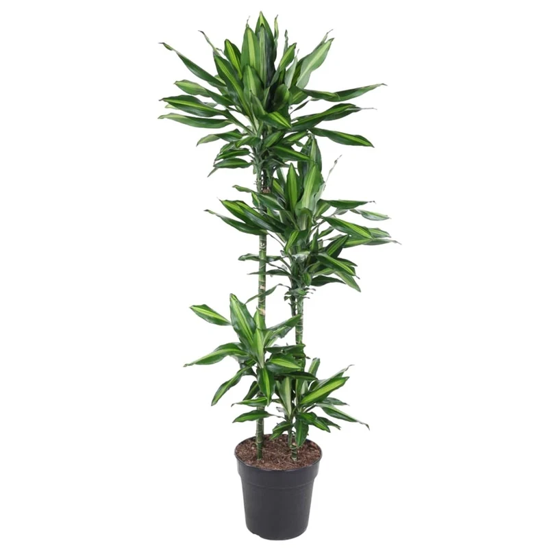 Dracaena Cintho – Pflegeleichte Zimmerpflanze mit exotischem Flair