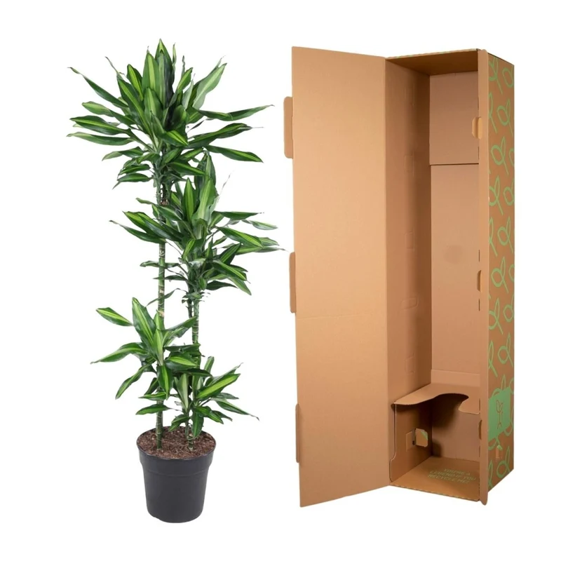Dracaena Cintho – Pflegeleichte Zimmerpflanze mit exotischem Flair