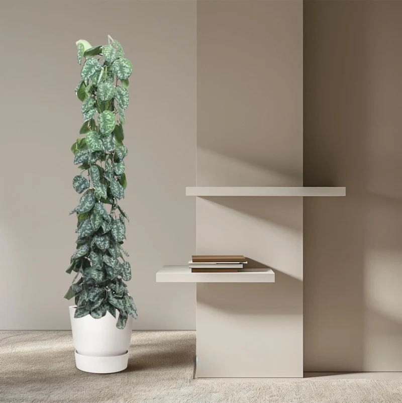 Scindapsus Pictus Trebie - 160 cm - Ø 27 cm