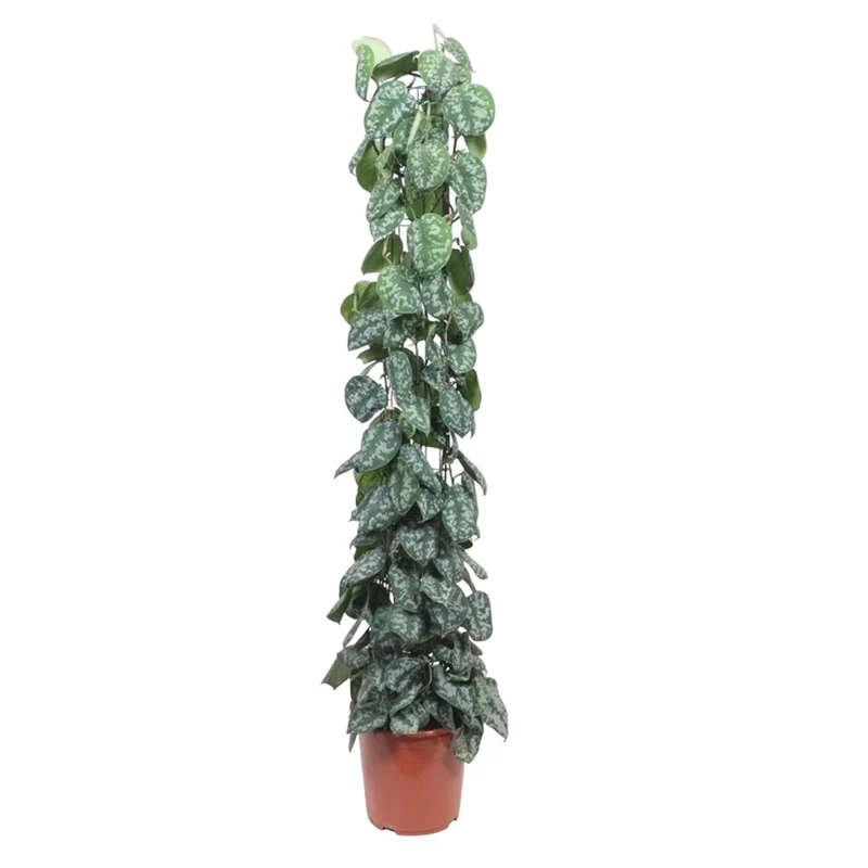 Scindapsus Pictus Trebie - 160 cm - Ø 27 cm