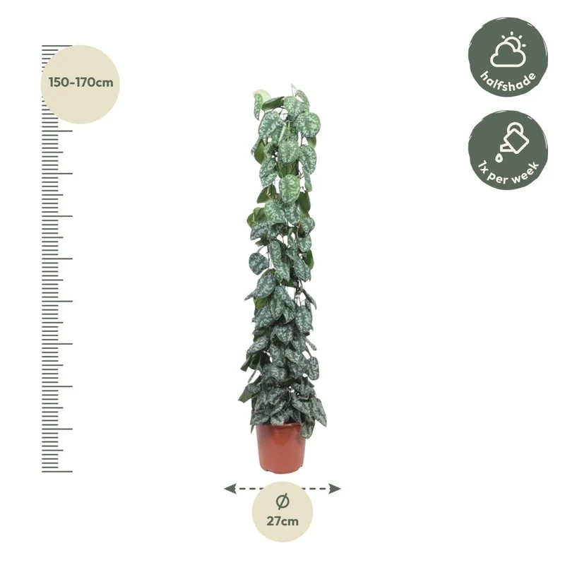 Scindapsus Pictus Trebie - 160 cm - Ø 27 cm
