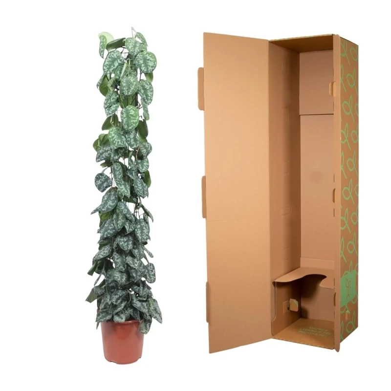 Scindapsus Pictus Trebie - 160 cm - Ø 27 cm