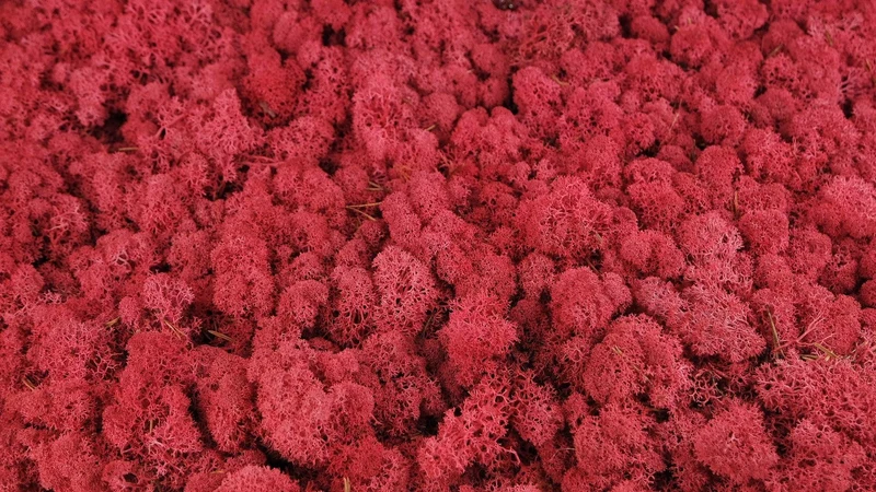 Konserviertes Islandmoos - 5 kg - Crimson