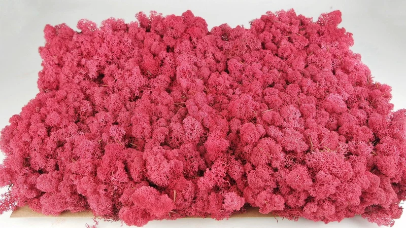 Konserviertes Islandmoos - 5 kg - Crimson