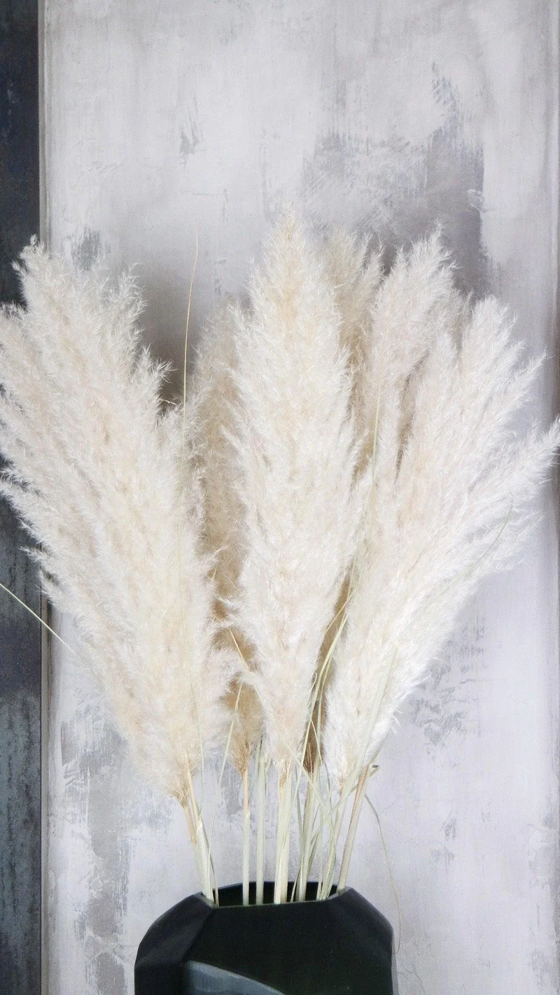 Cortedaria EXTRA - 5 Stängel - Naturfarbe