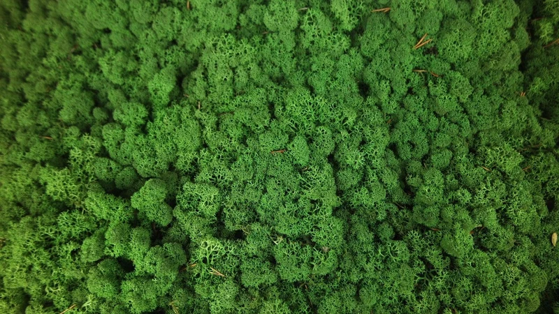 Konserviertes Islandmoos - 500 g - Waldgrün