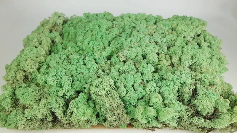Konserviertes Islandmoos - 5 kg - Minze