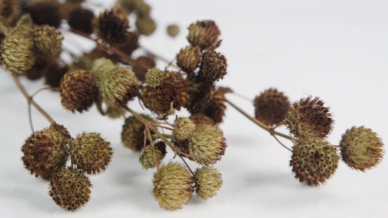 Calicarpa - 1 Bund - Naturfarbe