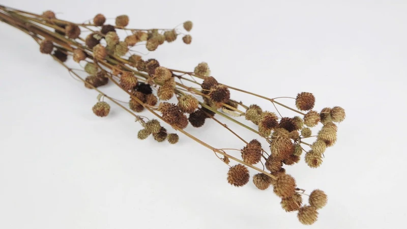 Calicarpa - 1 Bund - Naturfarbe