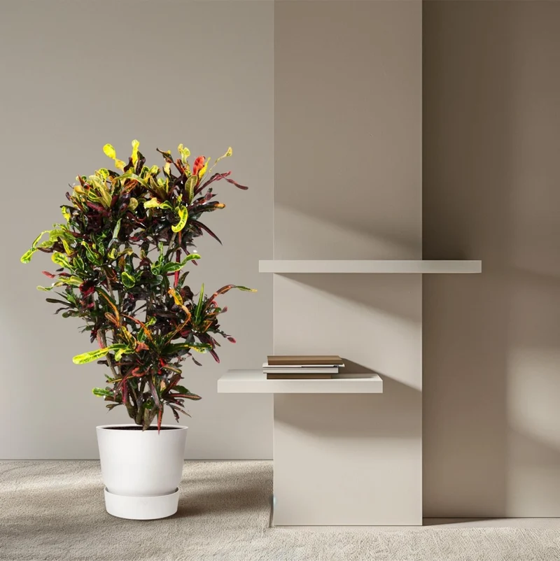 Wunderstrauch „Codiaeum Mammi“ online kaufen