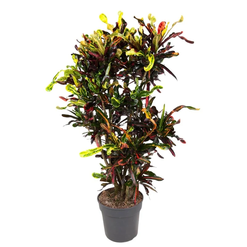 Wunderstrauch „Codiaeum Mammi“ online kaufen