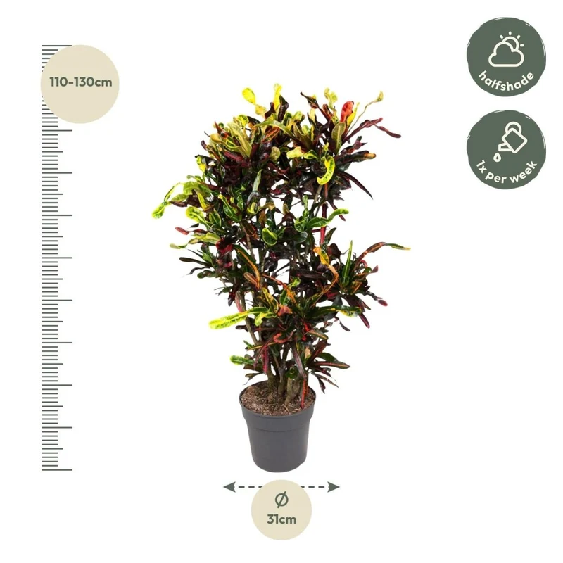 Wunderstrauch „Codiaeum Mammi“ online kaufen