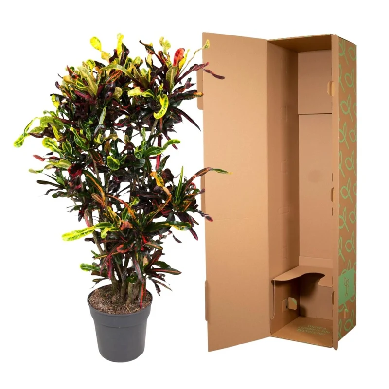 Wunderstrauch „Codiaeum Mammi“ online kaufen