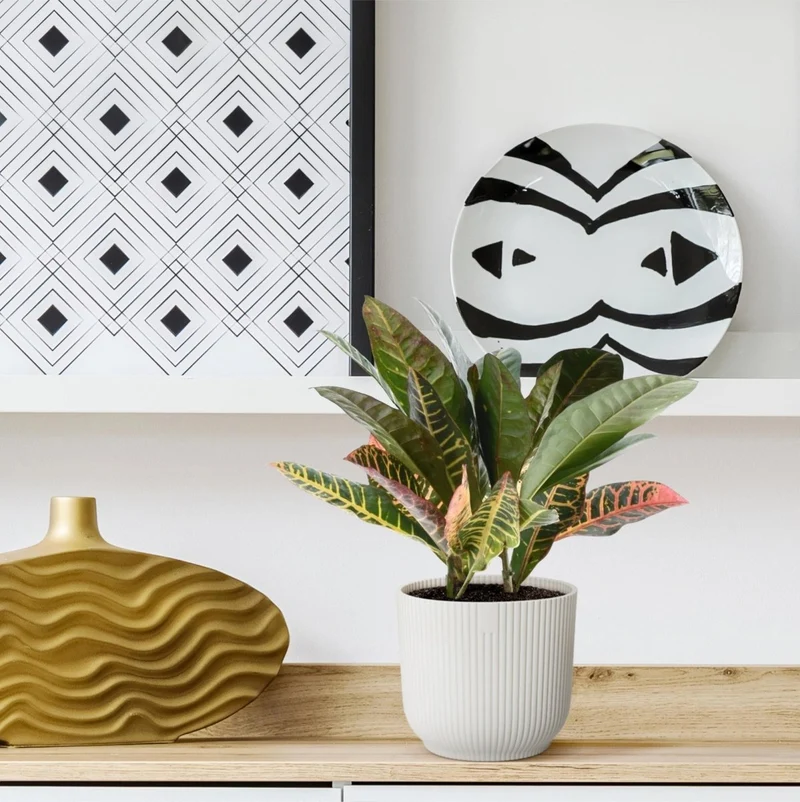 Wunderstrauch „Codiaeum Mammi“ online kaufen
