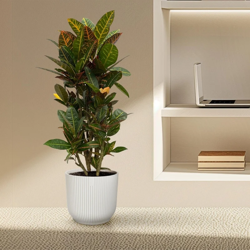 Wunderstrauch „Codiaeum Mammi“ online kaufen