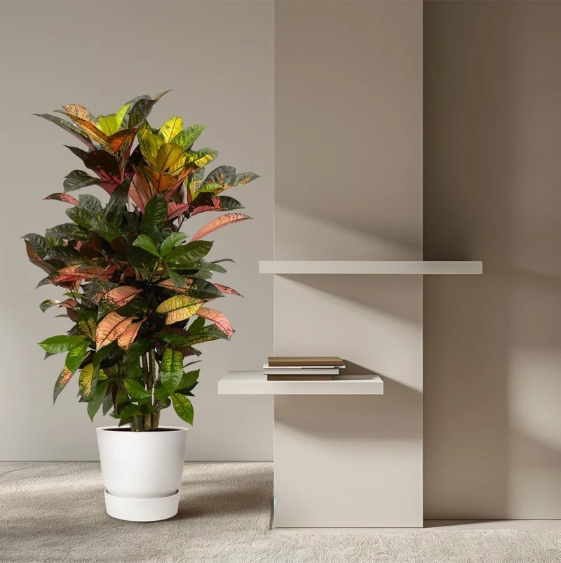 Wunderstrauch „Codiaeum Mammi“ online kaufen