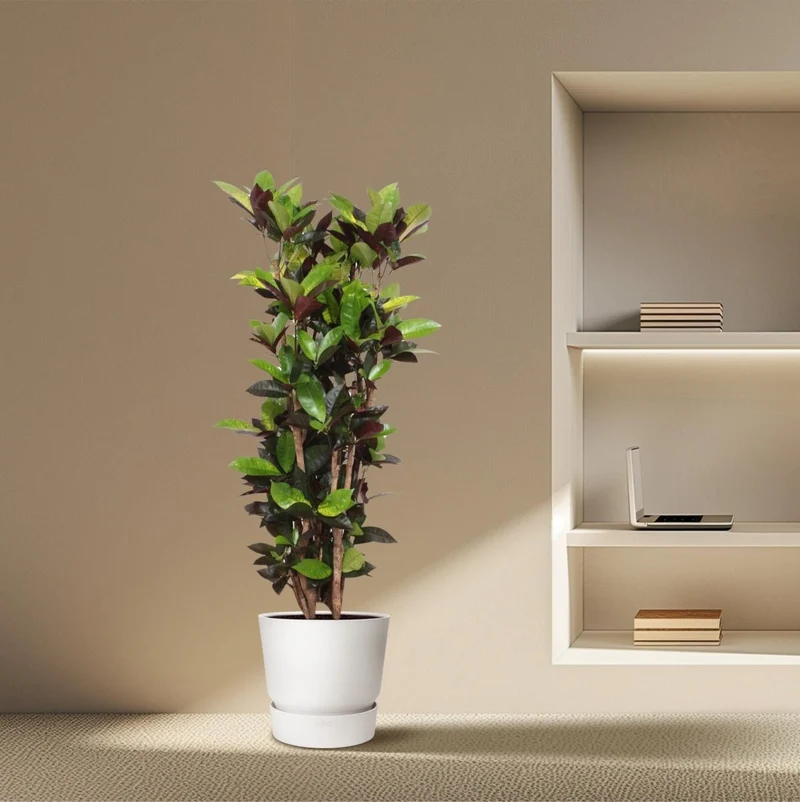 Wunderstrauch „Codiaeum Mammi“ online kaufen