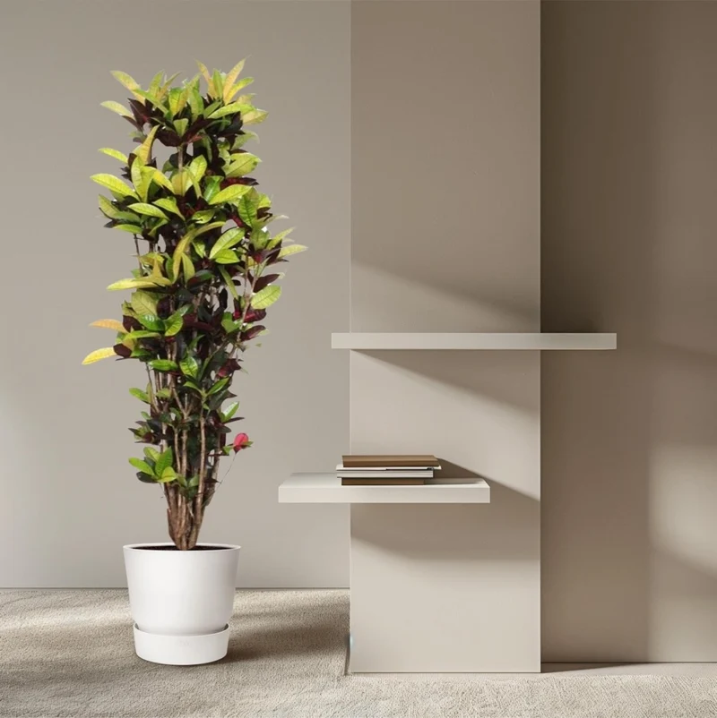 Wunderstrauch „Codiaeum Mammi“ online kaufen