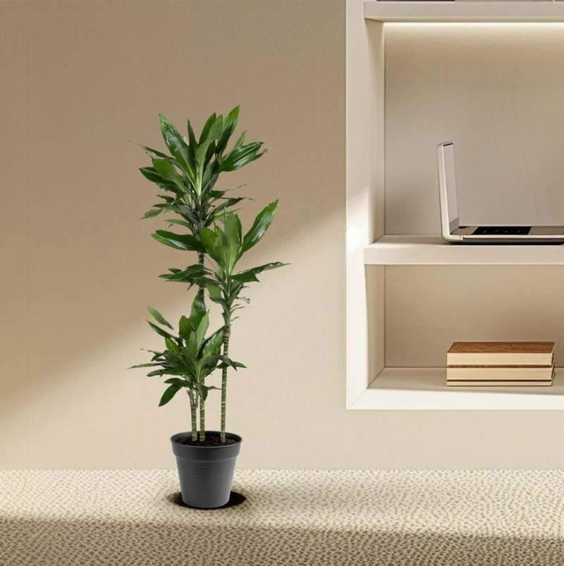Dracaena Janet Lind – Elegante & pflegeleichte Zimmerpflanze