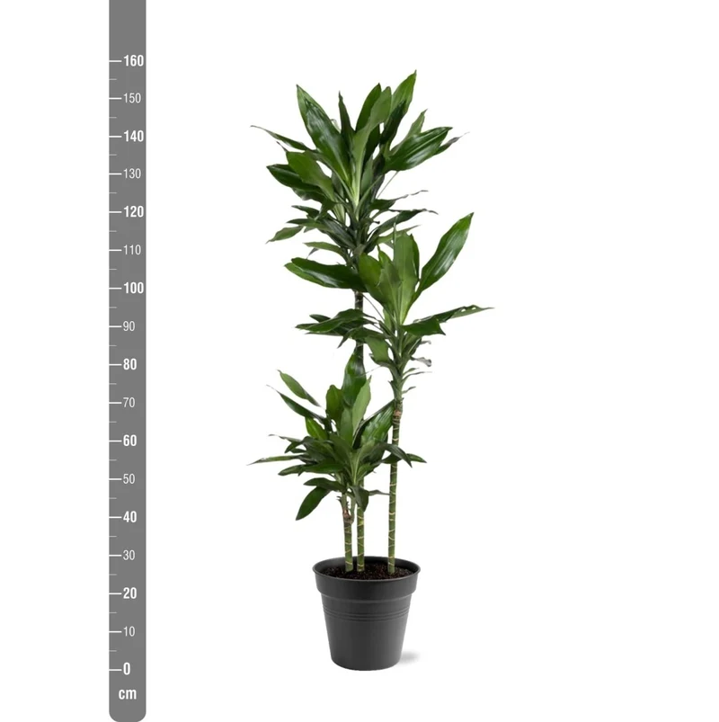 Dracaena Janet Lind – Elegante & pflegeleichte Zimmerpflanze
