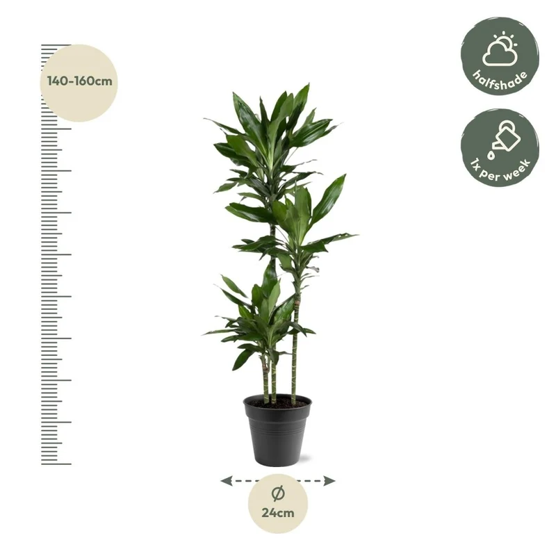 Dracaena Janet Lind – Elegante & pflegeleichte Zimmerpflanze