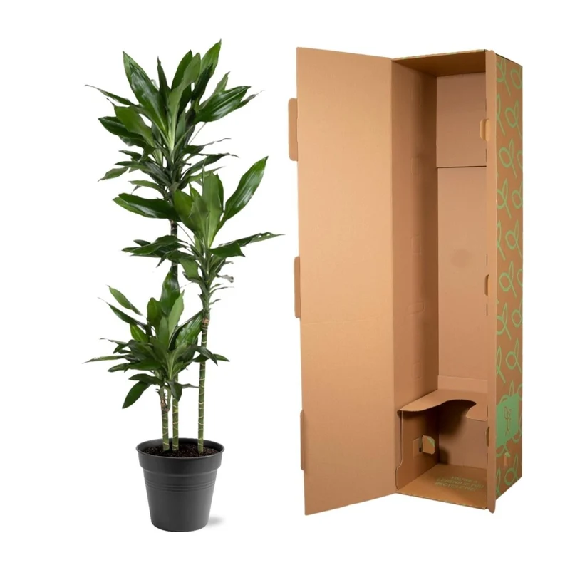 Dracaena Janet Lind – Elegante & pflegeleichte Zimmerpflanze
