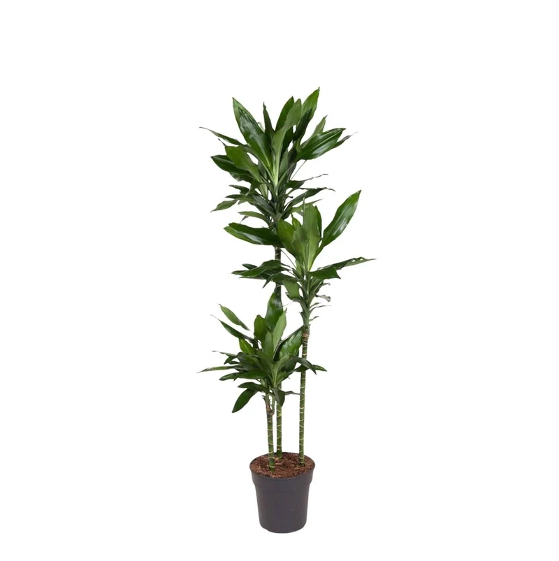 Dracaena Janet Lind – Elegante & pflegeleichte Zimmerpflanze