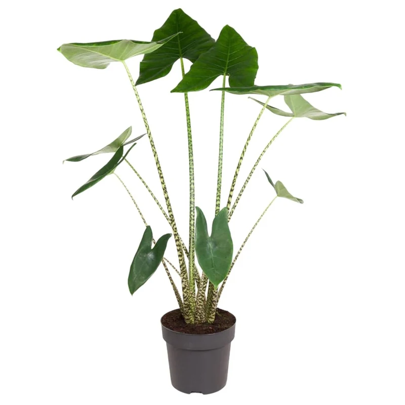 Alocasia Zebrina 130 cm – Exotische Zimmerpflanze im XL-Format