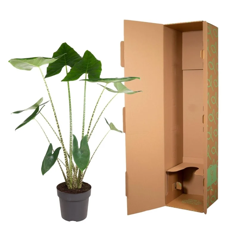 Alocasia Zebrina 130 cm – Exotische Zimmerpflanze im XL-Format