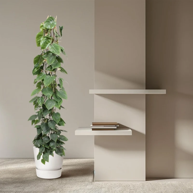 Philodendron scandens | Herzblatt-Philodendron – Pflegeleichte Kletter- & Hängepflanze