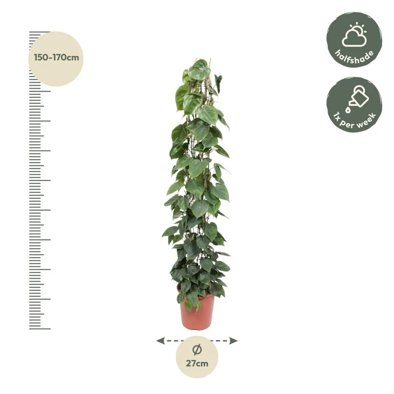 Philodendron scandens | Herzblatt-Philodendron – Pflegeleichte Kletter- & Hängepflanze