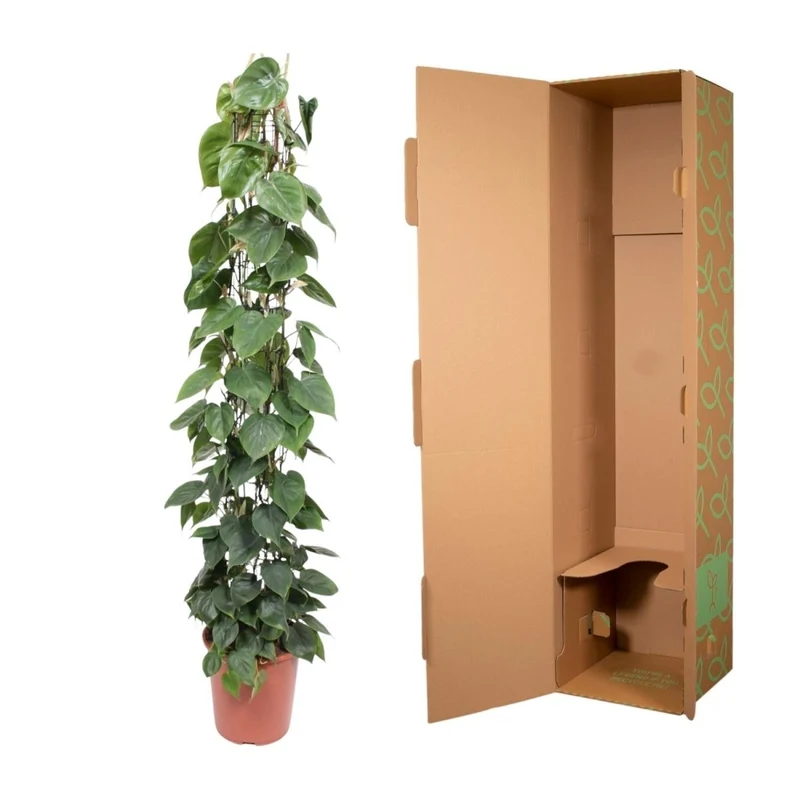 Philodendron scandens | Herzblatt-Philodendron – Pflegeleichte Kletter- & Hängepflanze