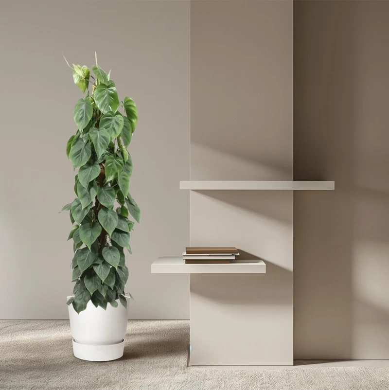 Philodendron scandens | Herzblatt-Philodendron – Pflegeleichte Kletter- & Hängepflanze