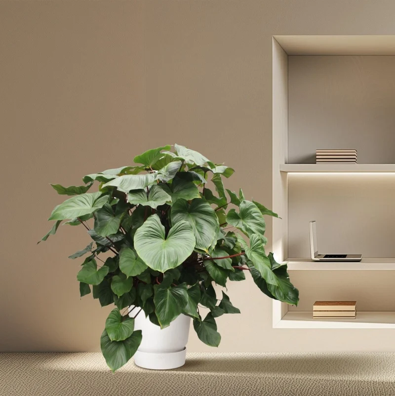 Homalomena Rubescens Maggy - 170 cm - Ø 60 cm