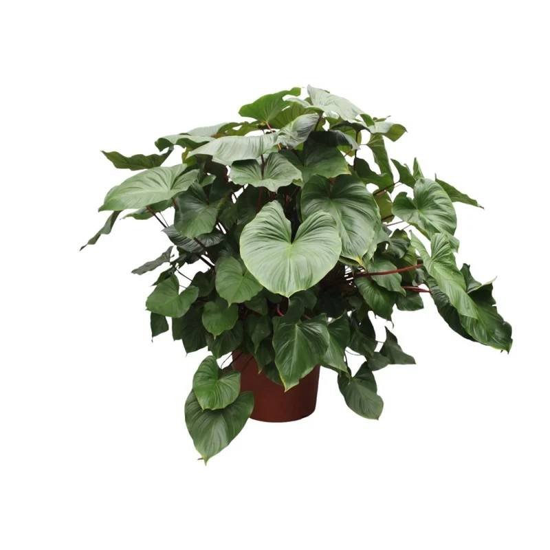 Homalomena Rubescens Maggy - 170 cm - Ø 60 cm