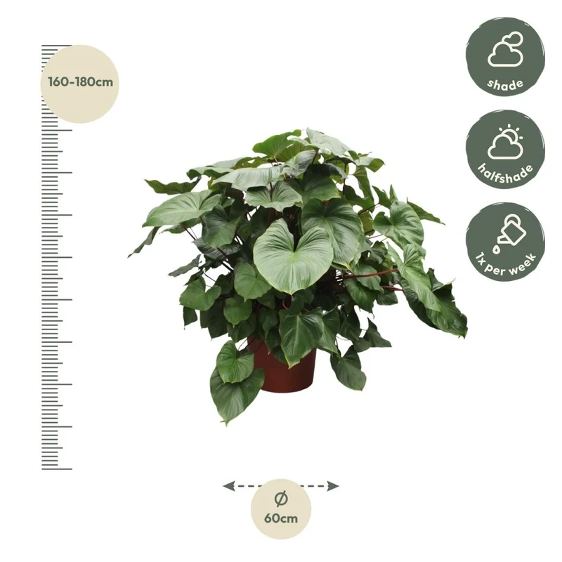 Homalomena Rubescens Maggy - 170 cm - Ø 60 cm