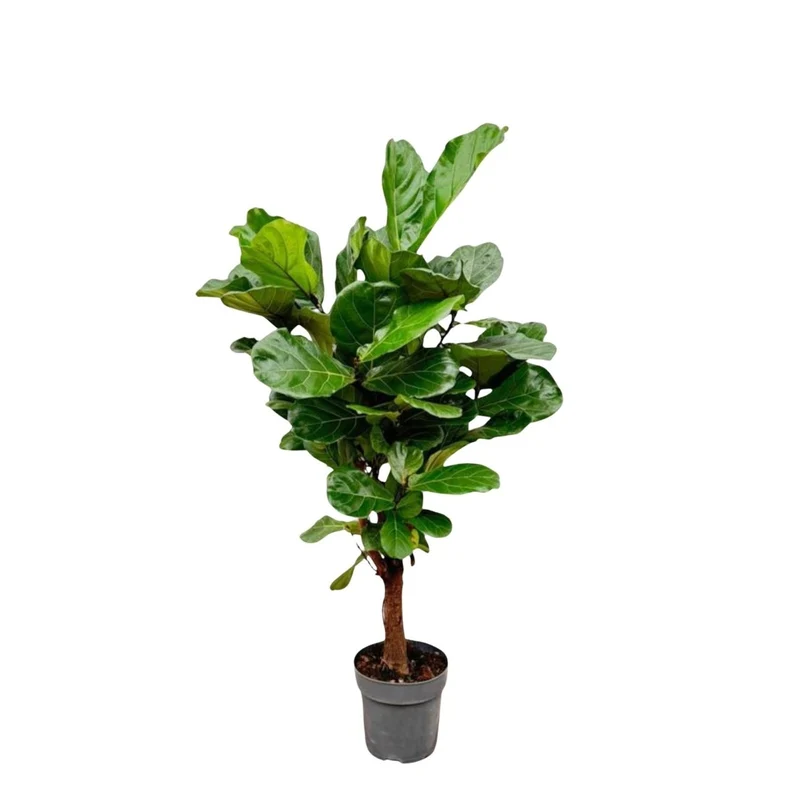 Geigenfeige (Ficus lyrata) Baum auf Stamm